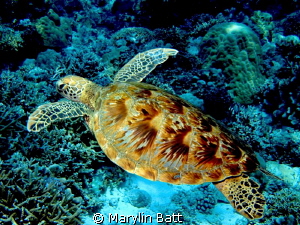 Green Sea Turtle at Tubbataha Marine Sntuary by Marylin Batt 